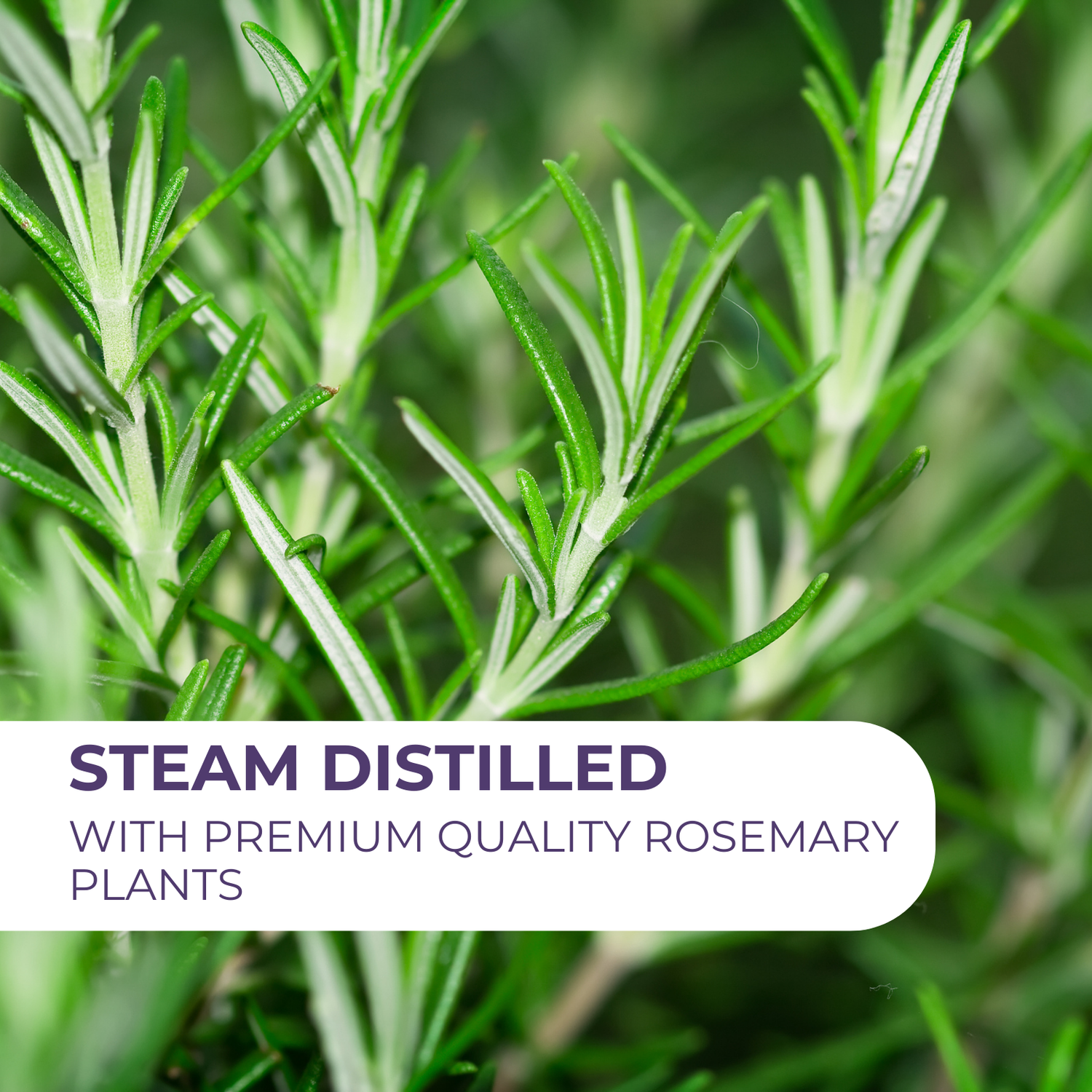 Pure Rosemary Essential Oil 15ml